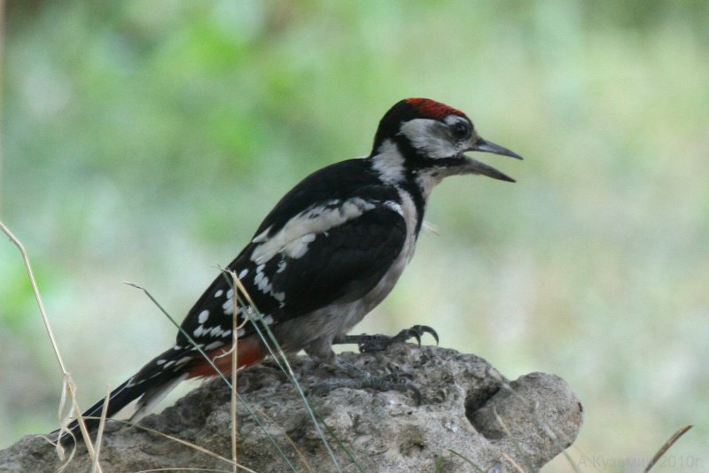 Зелёный дя́тел (Picus viridis)