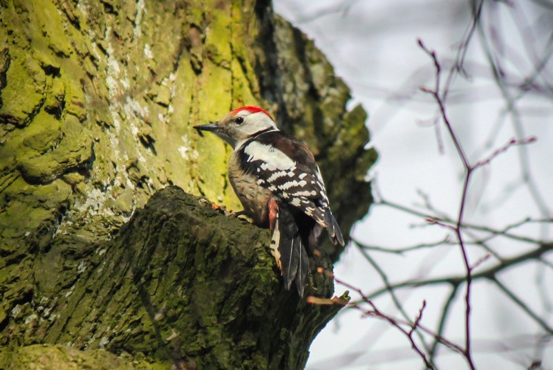 Семейство дятловые (Picidae)