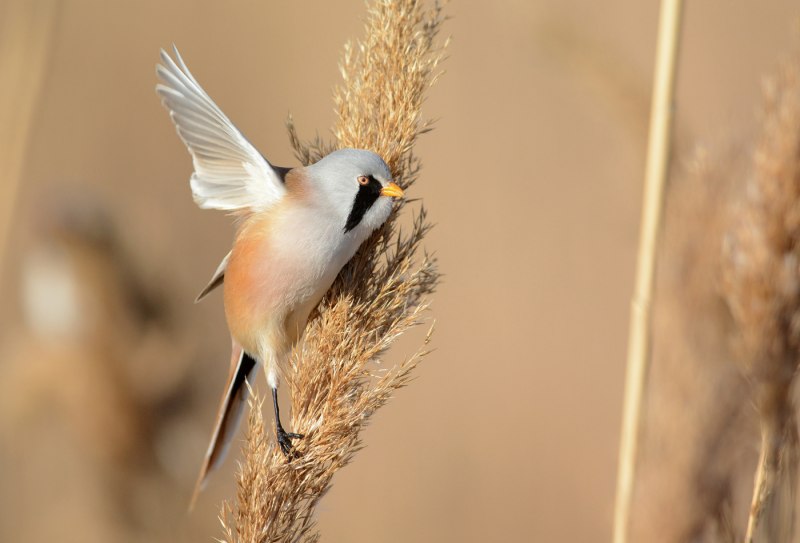 Panurus biarmicus