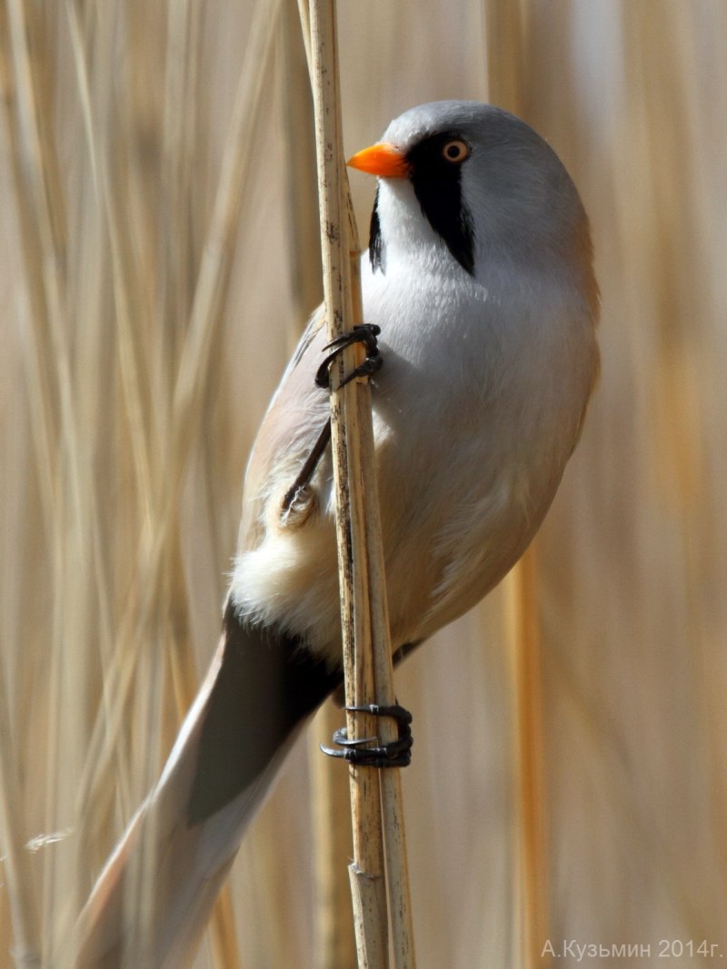 Panurus biarmicus