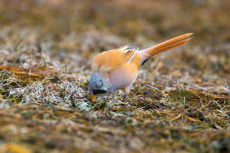 Panurus biarmicus усатая синица