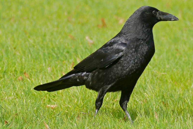 Corvus Corone l. /ворона серая/