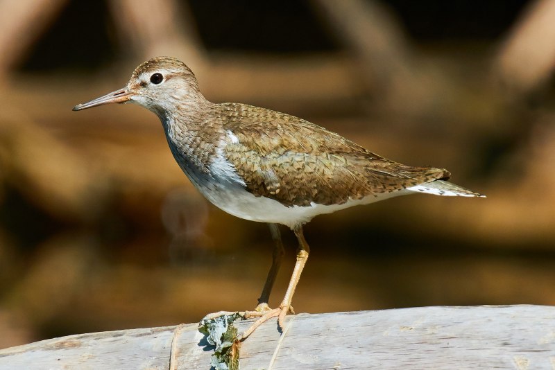 Перевозчик (Actitis hypoleucos)