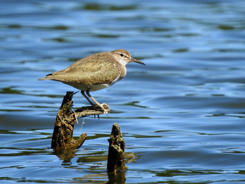 Перевозчик (Actitis hypoleucos)
