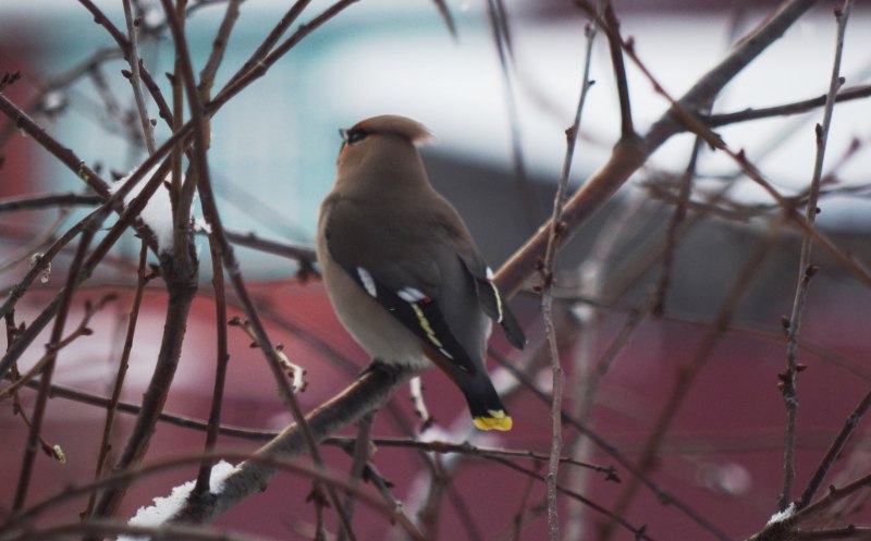 Свиристель обыкновенный (Bombycilla garrulus)