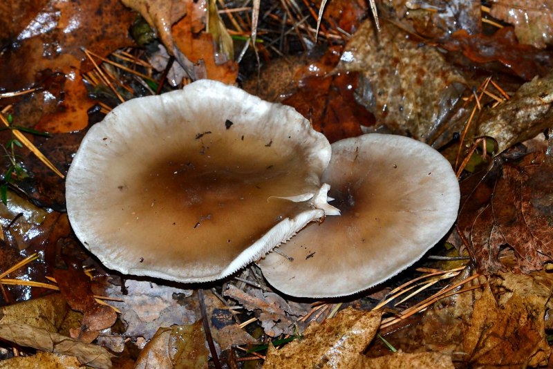 Clitocybe phaeophthalma