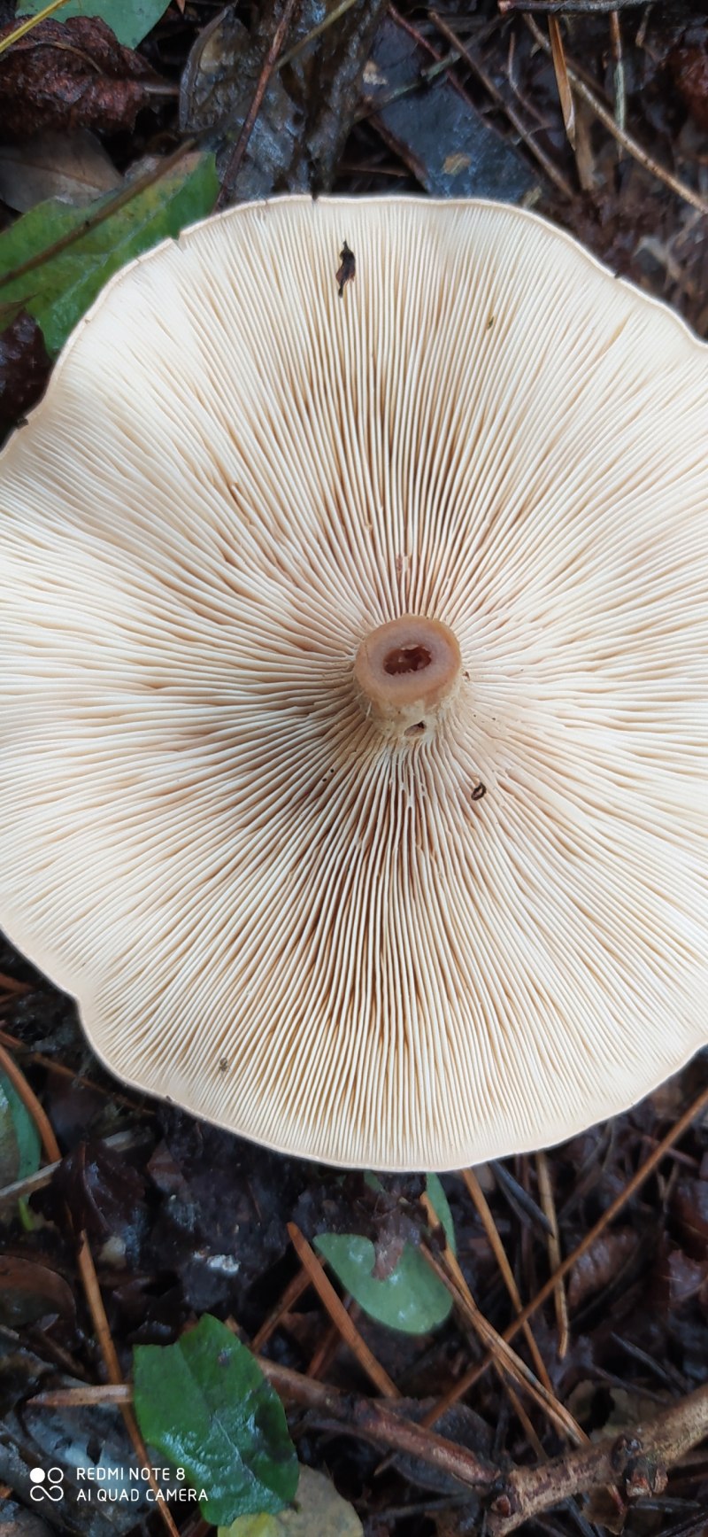Говорушка белёсая Clitocybe candicans