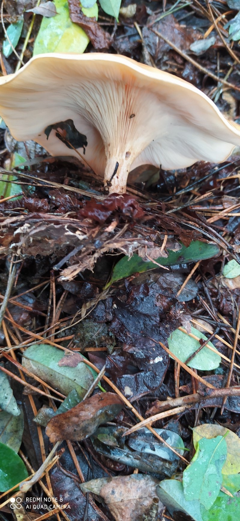 Clitocybe phaeophthalma