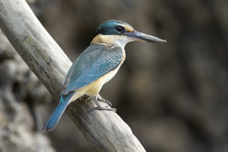 Белоголовая Альциона (Todiramphus saurophagus)