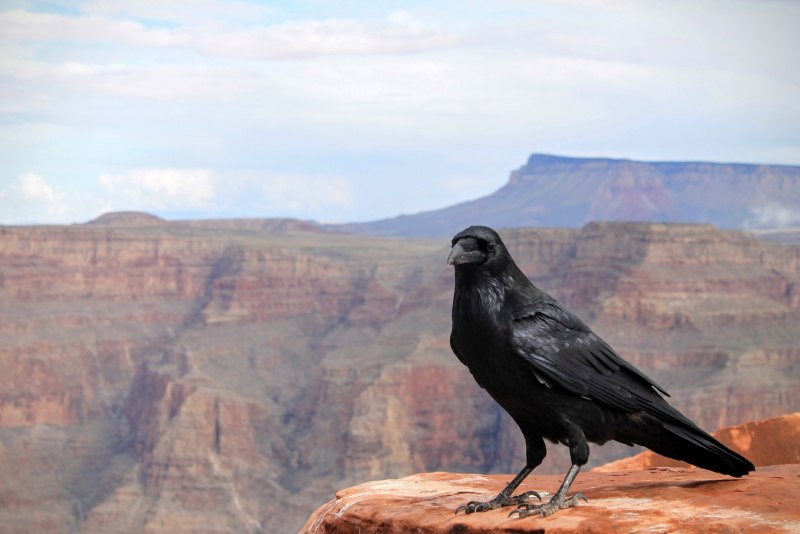 Corvus coronoides