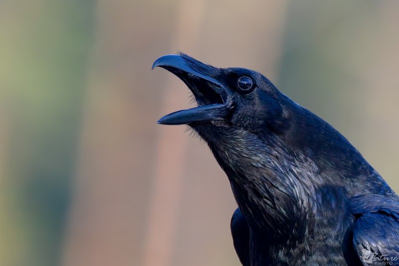 Corvus coronoides