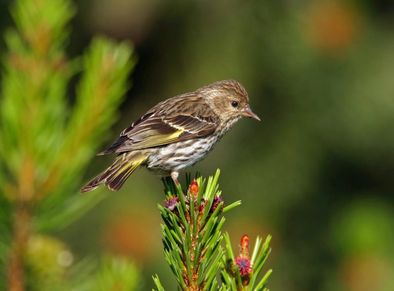 Eurasian Siskin Carduelis Spinus