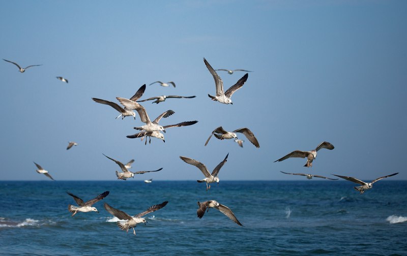 Чайки в полете над морем (50 фото)
