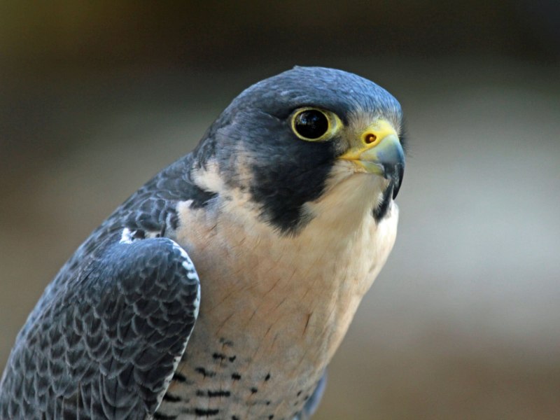 Сокол-Сапсан Falco peregrinus Tunstall