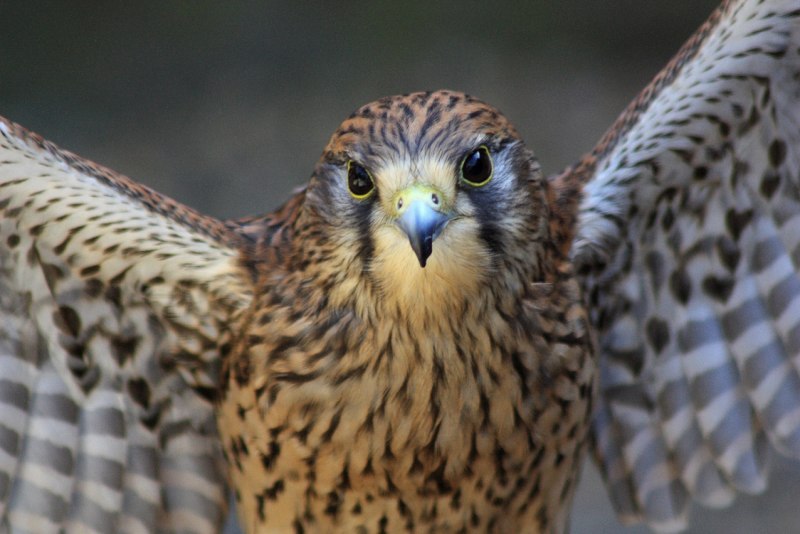 Сокол-Сапсан (Falco peregrinus)