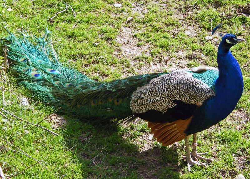 Baby Peacock Diet