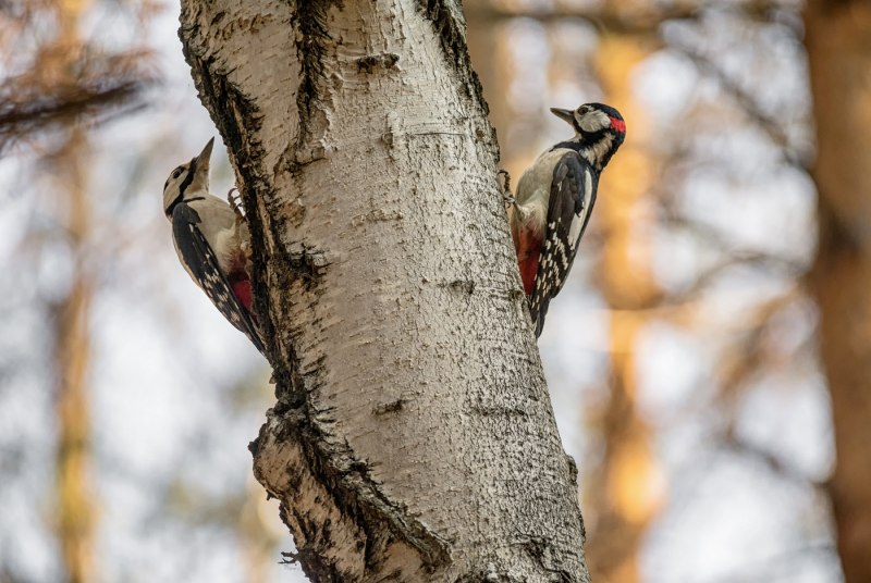 Dryocopus Martius