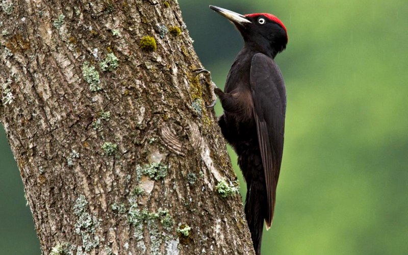 Dendrocopos Major