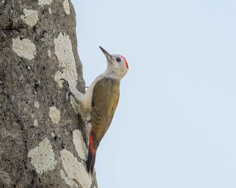 Императорский дятел (Campephilus Imperialis)