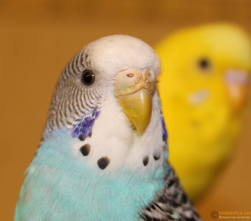 Самочка волнистого попугая (65 фото)
