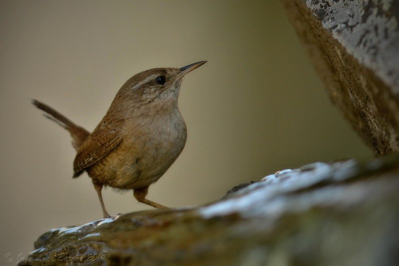 Turdus philomelos