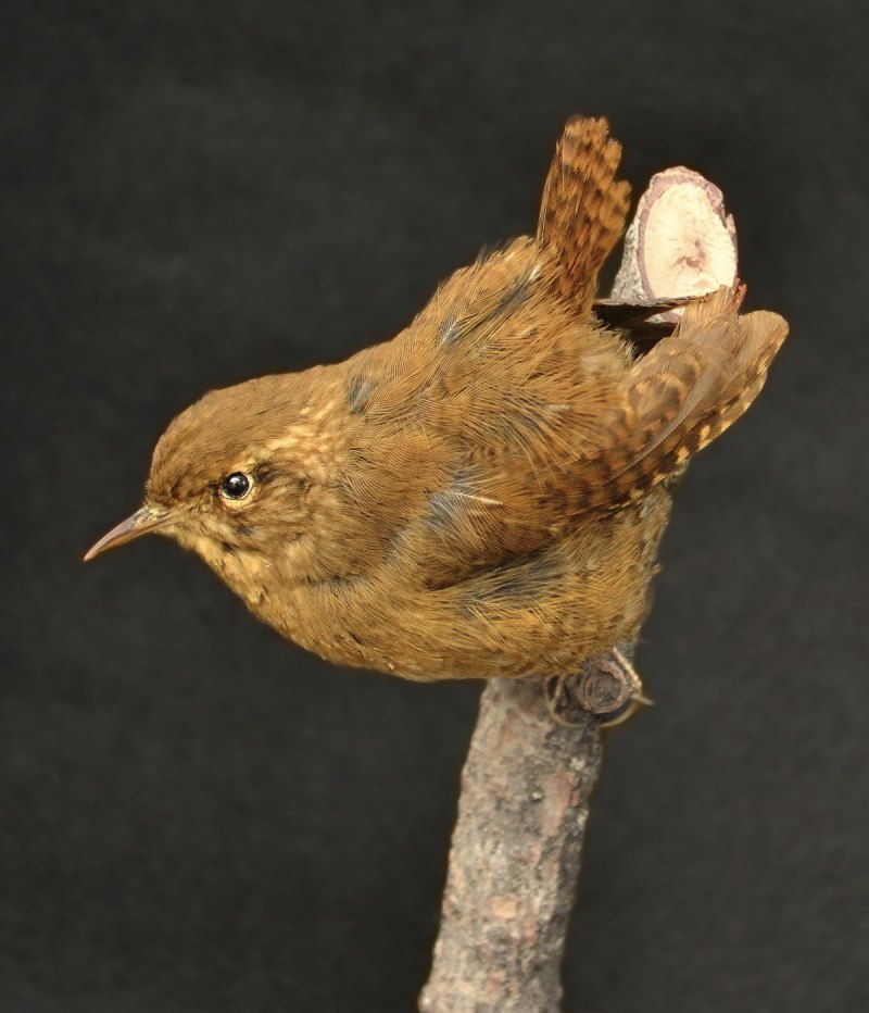 Птица Carolina Wren