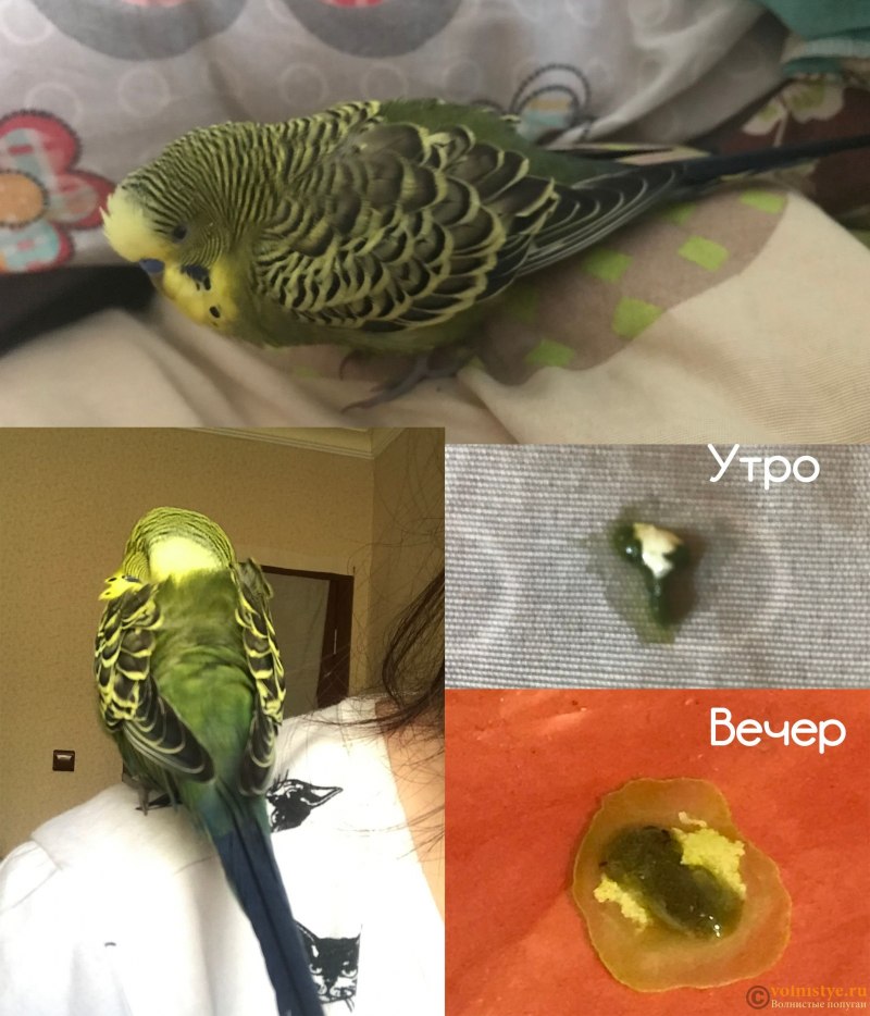 Волнистый попугай болотного цвета