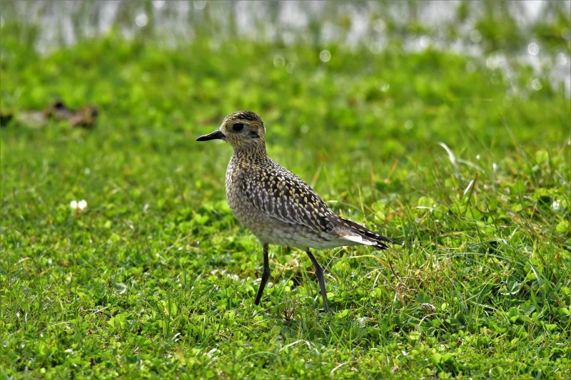 Бурокрылая ржанка (Pluvialis fulva)