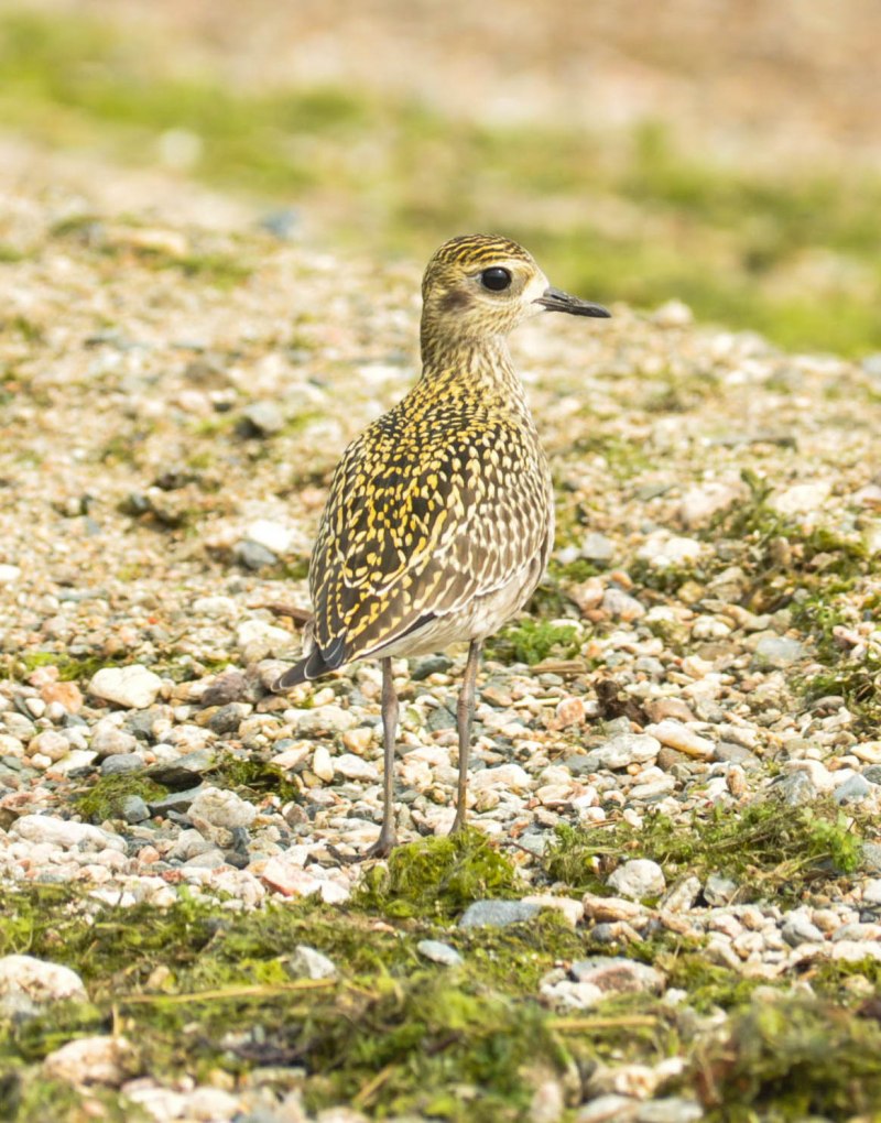 American Golden Plover, Pluvialis Dominica
