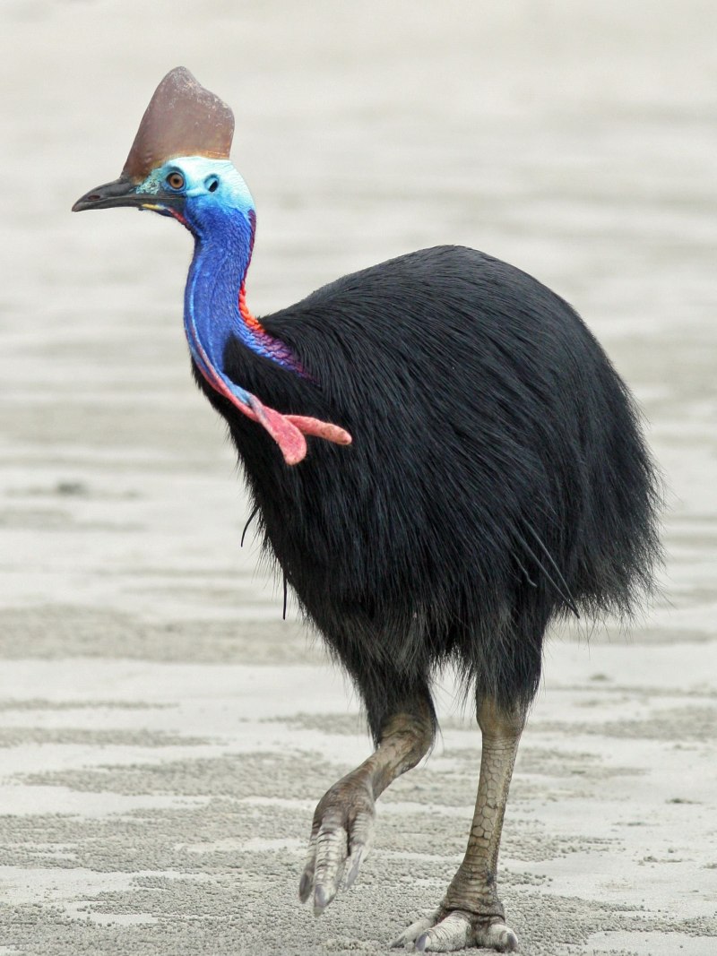 Casuarius casuarius
