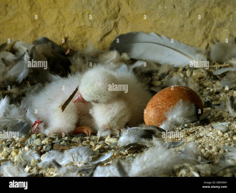 Peregrine Falcon птенцы
