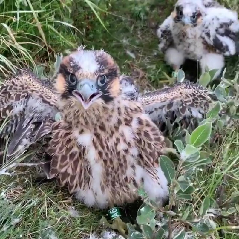 Сапсаны в Забайкалье адон Чалон