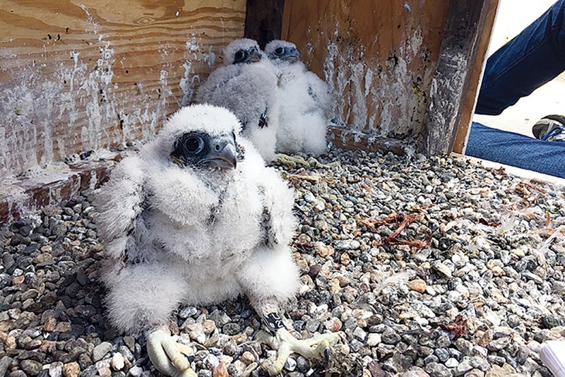 Peregrine Falcon chicks Hatch under Boise webcam