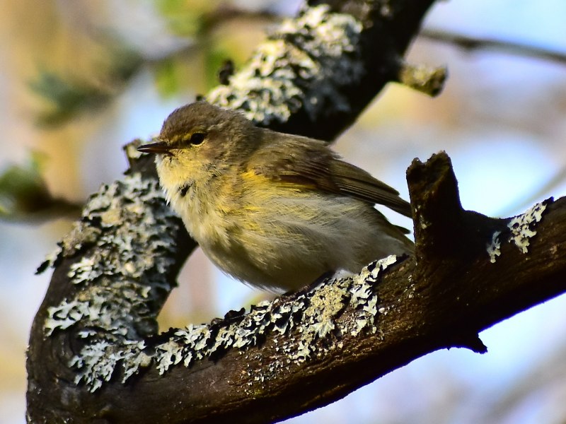 . Пеночка-Таловка – Phylloscopus Borealis