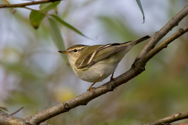 Phylloscopus trochiloides ареал