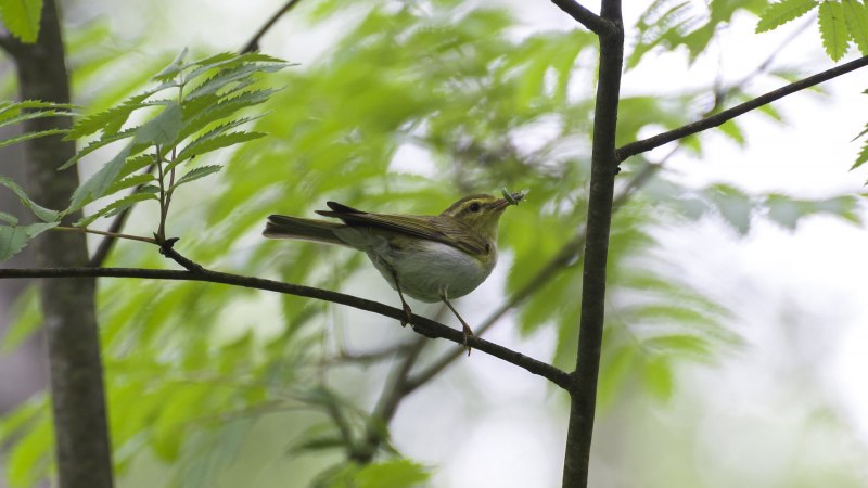 Willow Warbler