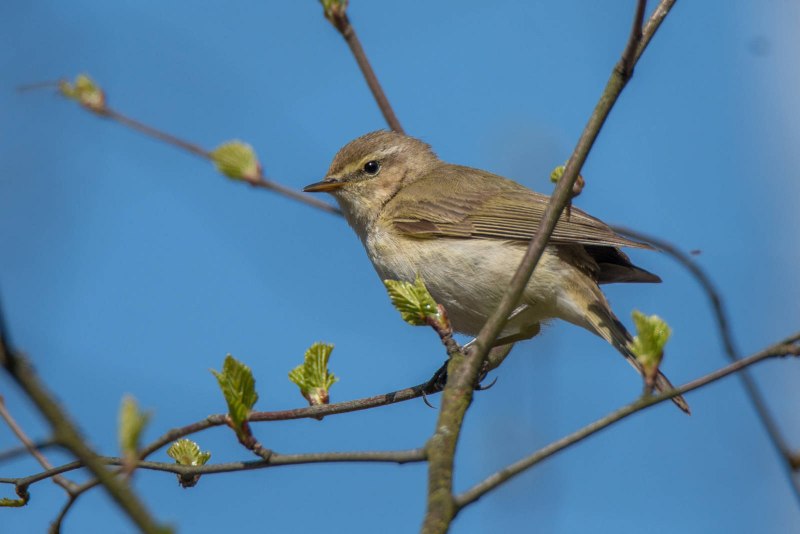 Бледноногая пеночка (Phylloscopus tenellipes)
