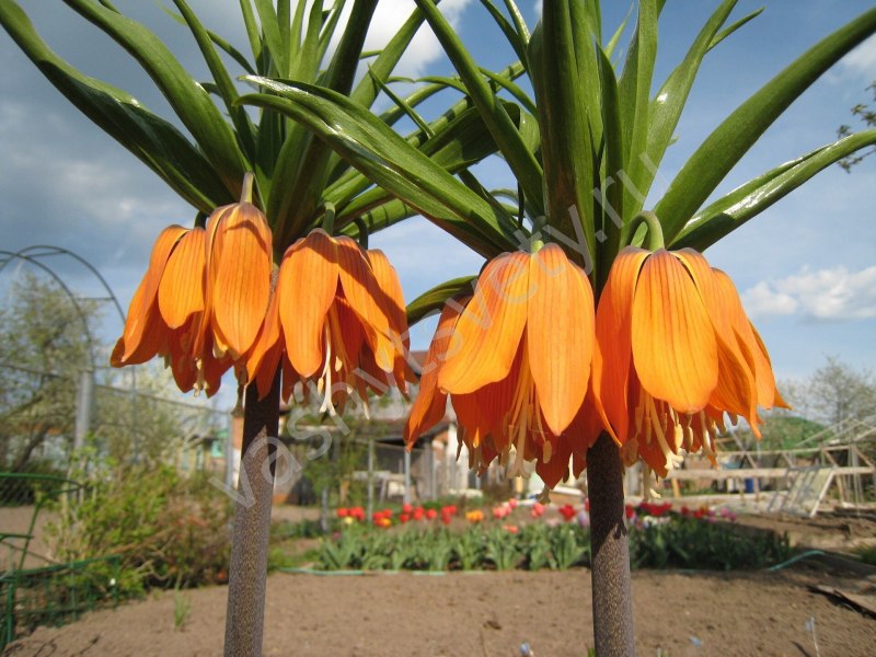Рябчик Императорский lutea