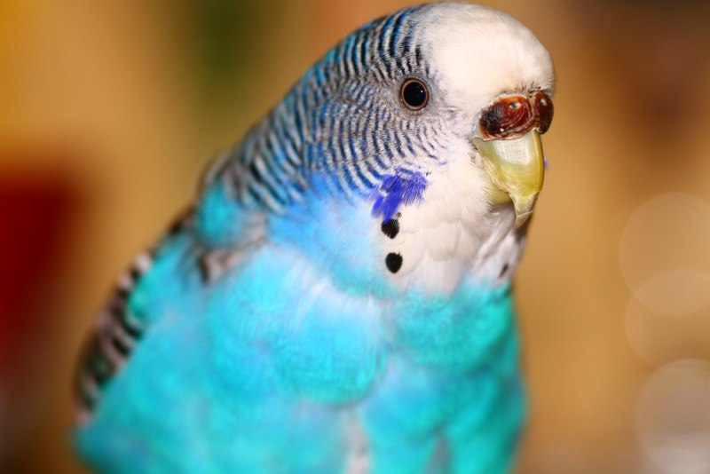 Wavy Parrot