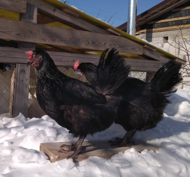 Джерсийский гигант Сплэш