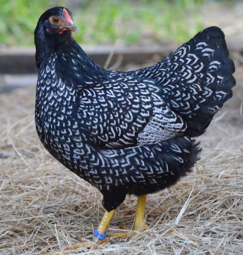 Чешский Доминант д959