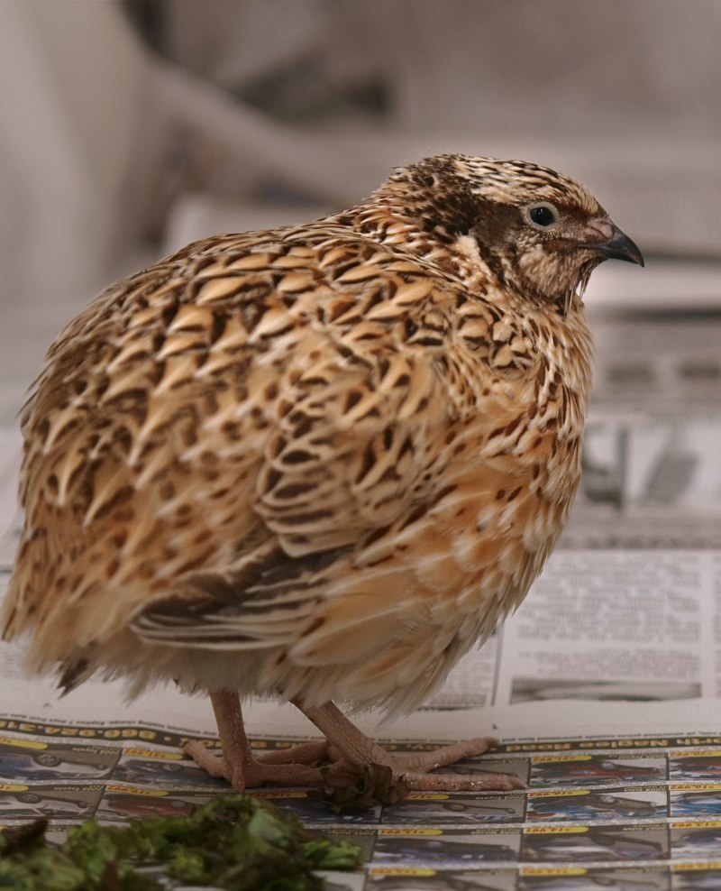 Coturnix ypsilophora