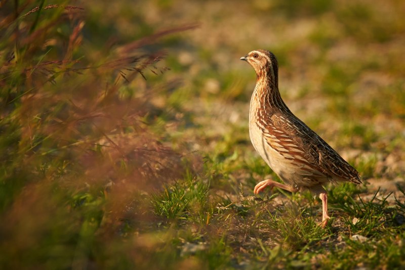 Coturnix Coturnix
