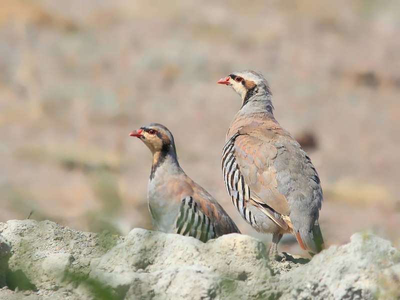 Alectoris Chukar