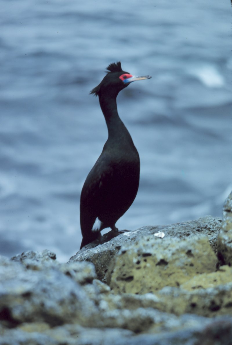 Большой Баклан Phalacrocorax Carbo