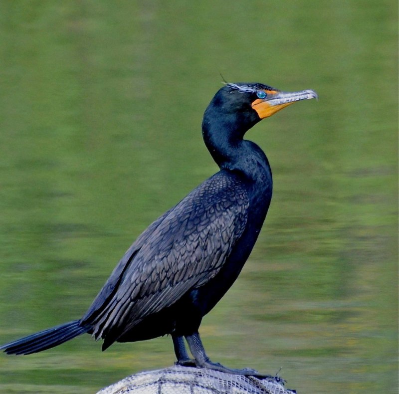 Краснолицый Баклан (Phalacrocorax urile)