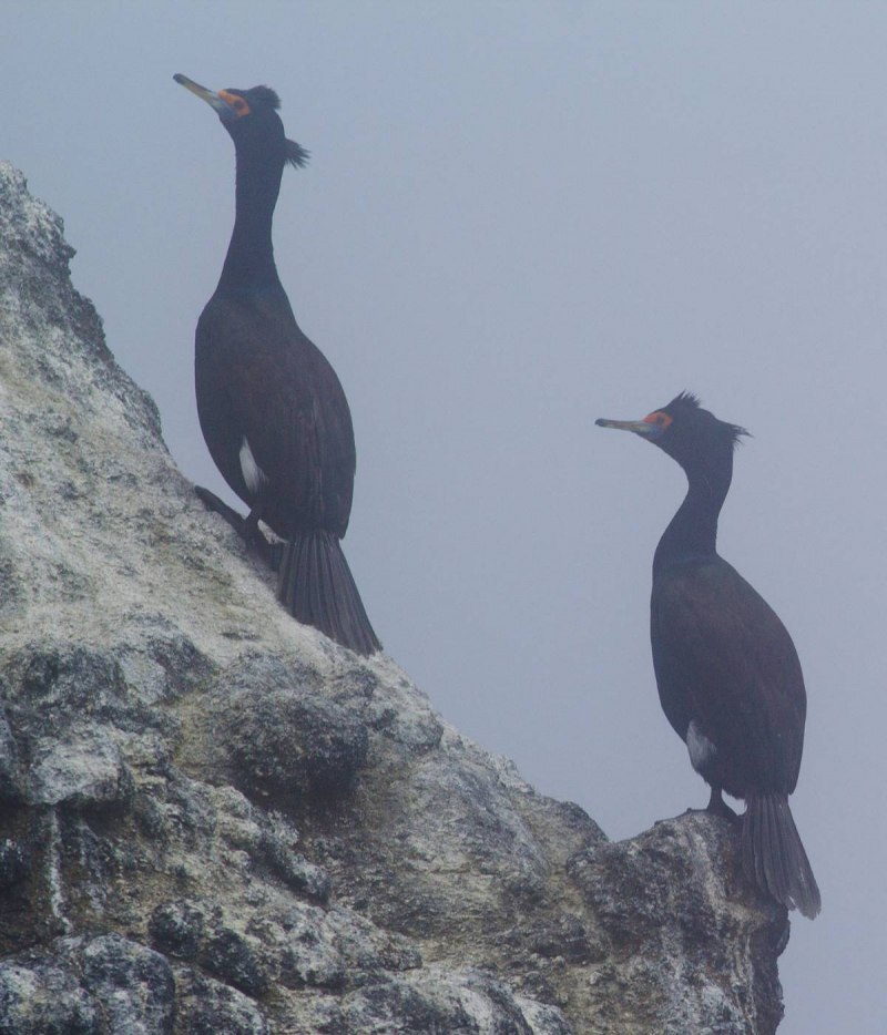 Blue eyed Cormorant Diet