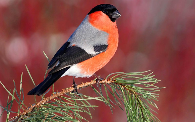 Птичка с красной грудкой но не снегирь фото