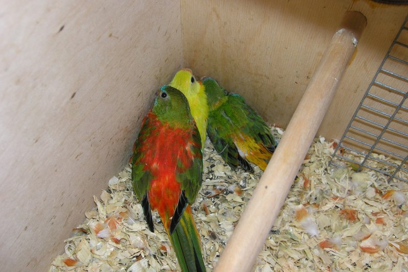 Blue-Fronted Lorikeet