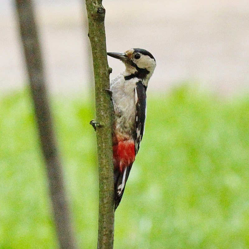 Sphyrapicus varius
